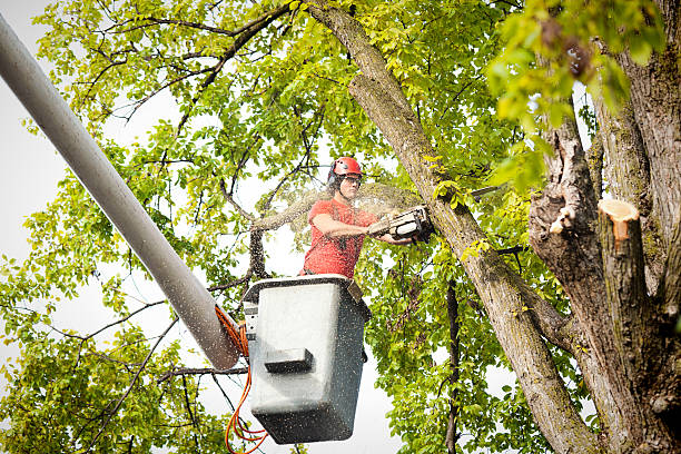 How Our Tree Care Process Works  in  Troy, NY